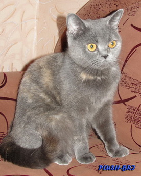 Британская кошка Int.Ch. Николь